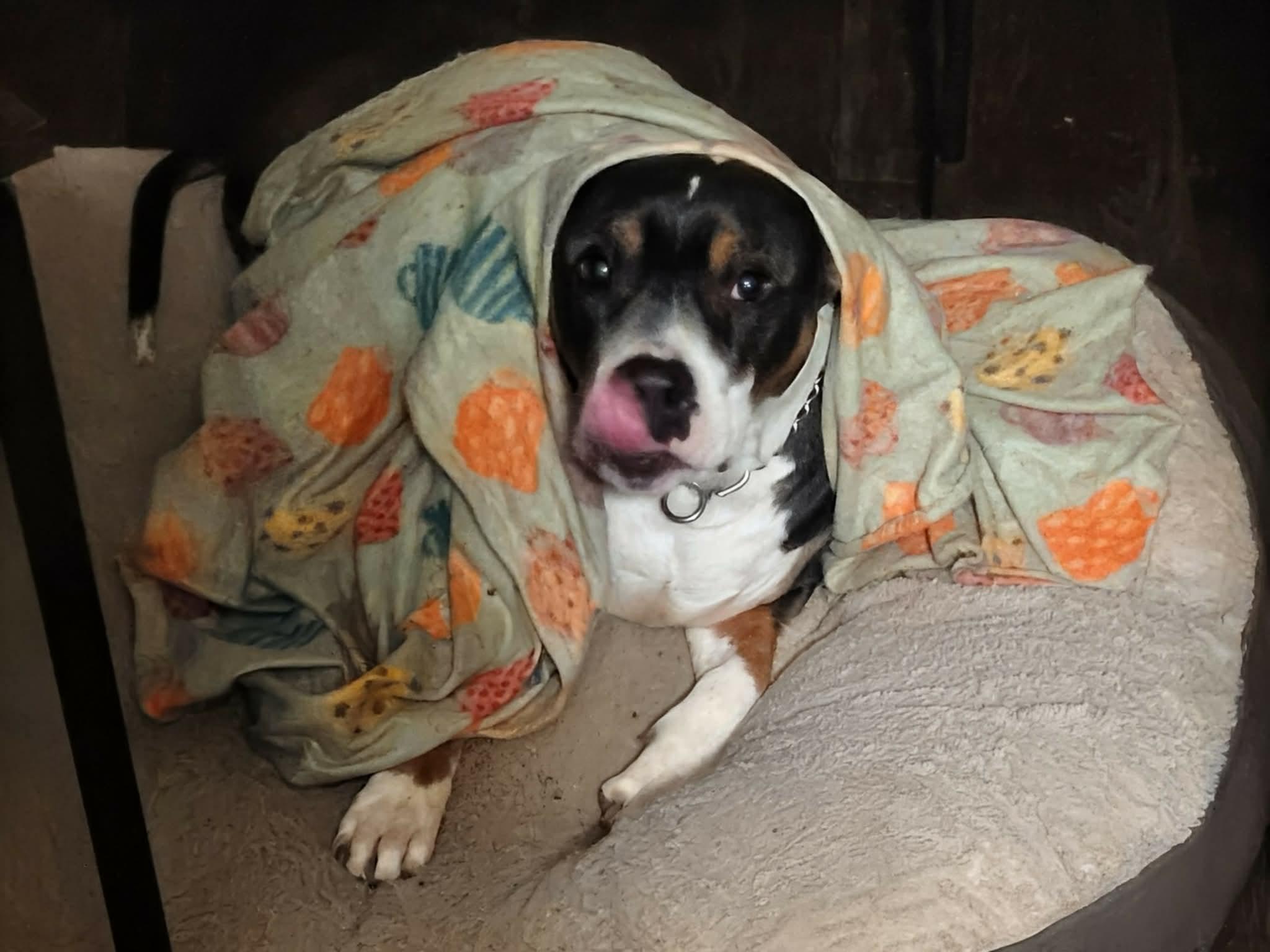 Enlarge Ares, a Adoptable mixed breed in Dyersburg, TN image 5/6