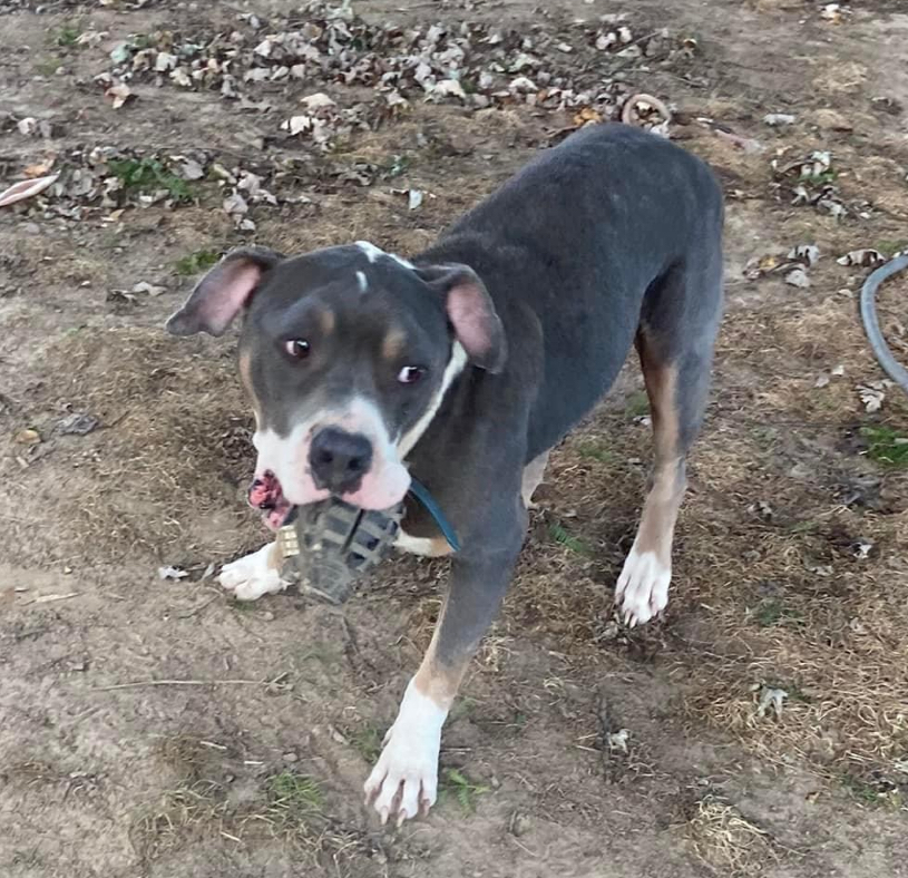 Ares, a Adoptable mixed breed in Dyersburg, TN image 3/6