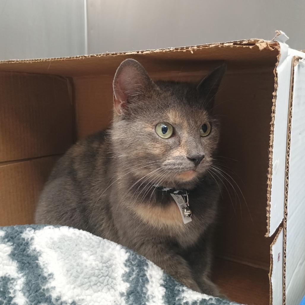 Enlarge Missy, a Adoptable Domestic Short Hair in Yorktown, IN image 1/1