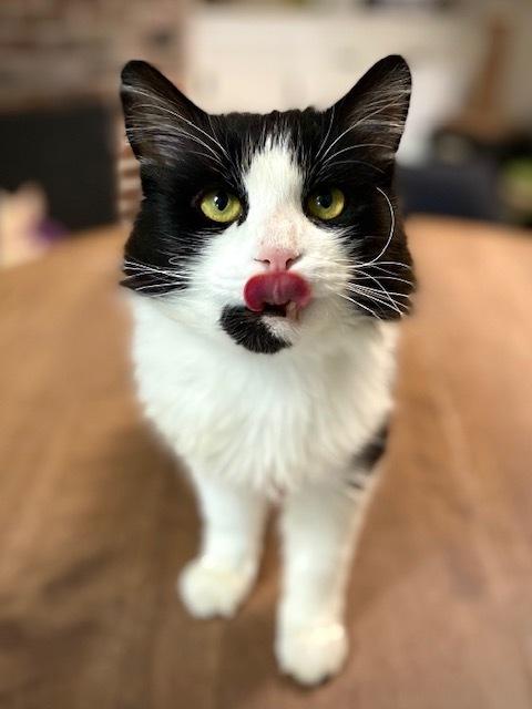 Mailman, Adoptable, Adult Male Domestic Long Hair.