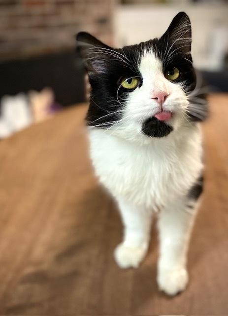 Mailman, a Adoptable Domestic Long Hair in Duxbury, MA image 2/3