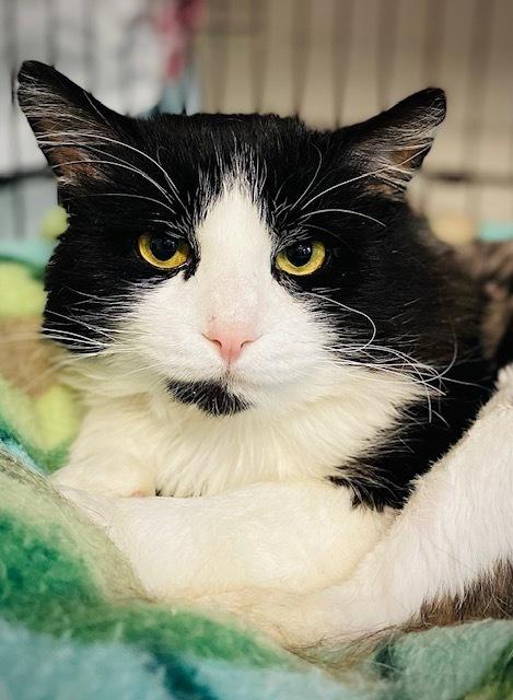 Mailman, a Adoptable Domestic Long Hair in Duxbury, MA image 3/3