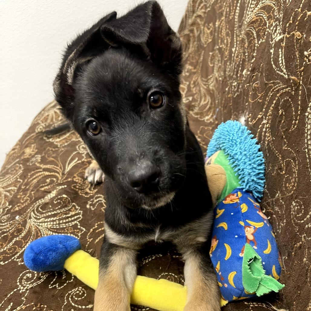 Enlarge Glitter, a ADOPTABLE mixed breed in Monticello, IA image 1/6