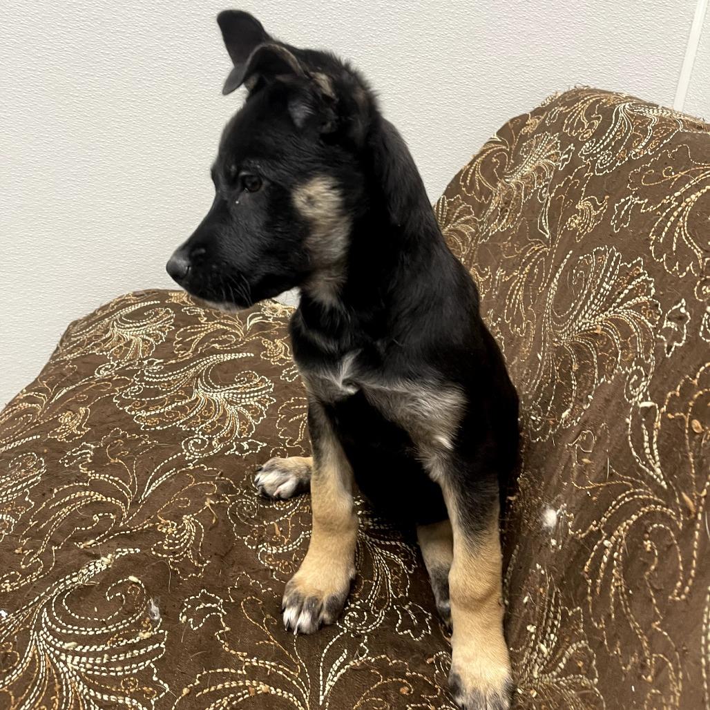 Enlarge Glitter, a ADOPTABLE mixed breed in Monticello, IA image 2/6