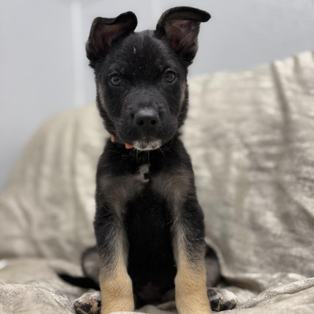 Enlarge Glitter, a ADOPTABLE mixed breed in Monticello, IA image 3/6