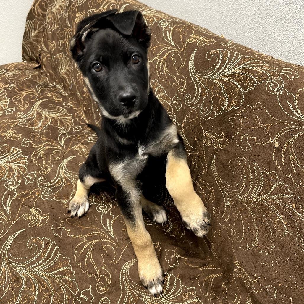 Enlarge Glitter, a ADOPTABLE mixed breed in Monticello, IA image 4/6