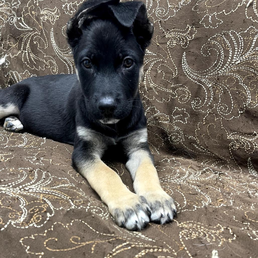 Enlarge Glitter, a ADOPTABLE mixed breed in Monticello, IA image 5/6