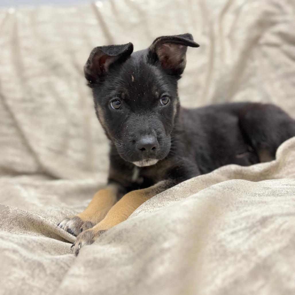 Enlarge Glitter, a ADOPTABLE mixed breed in Monticello, IA image 6/6