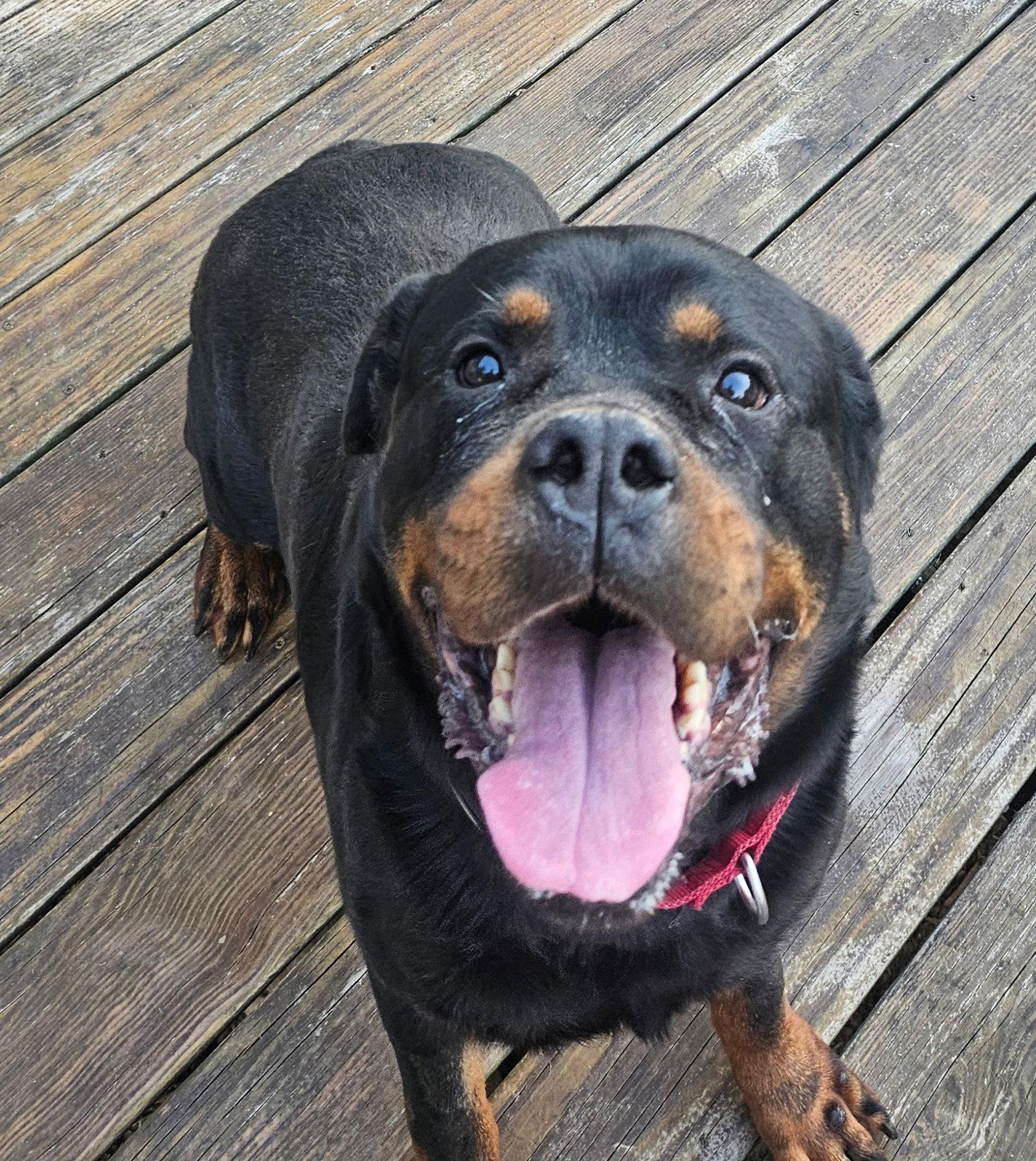 Enlarge Roy, a Adoptable Rottweiler in Hillsboro, NH image 2/3