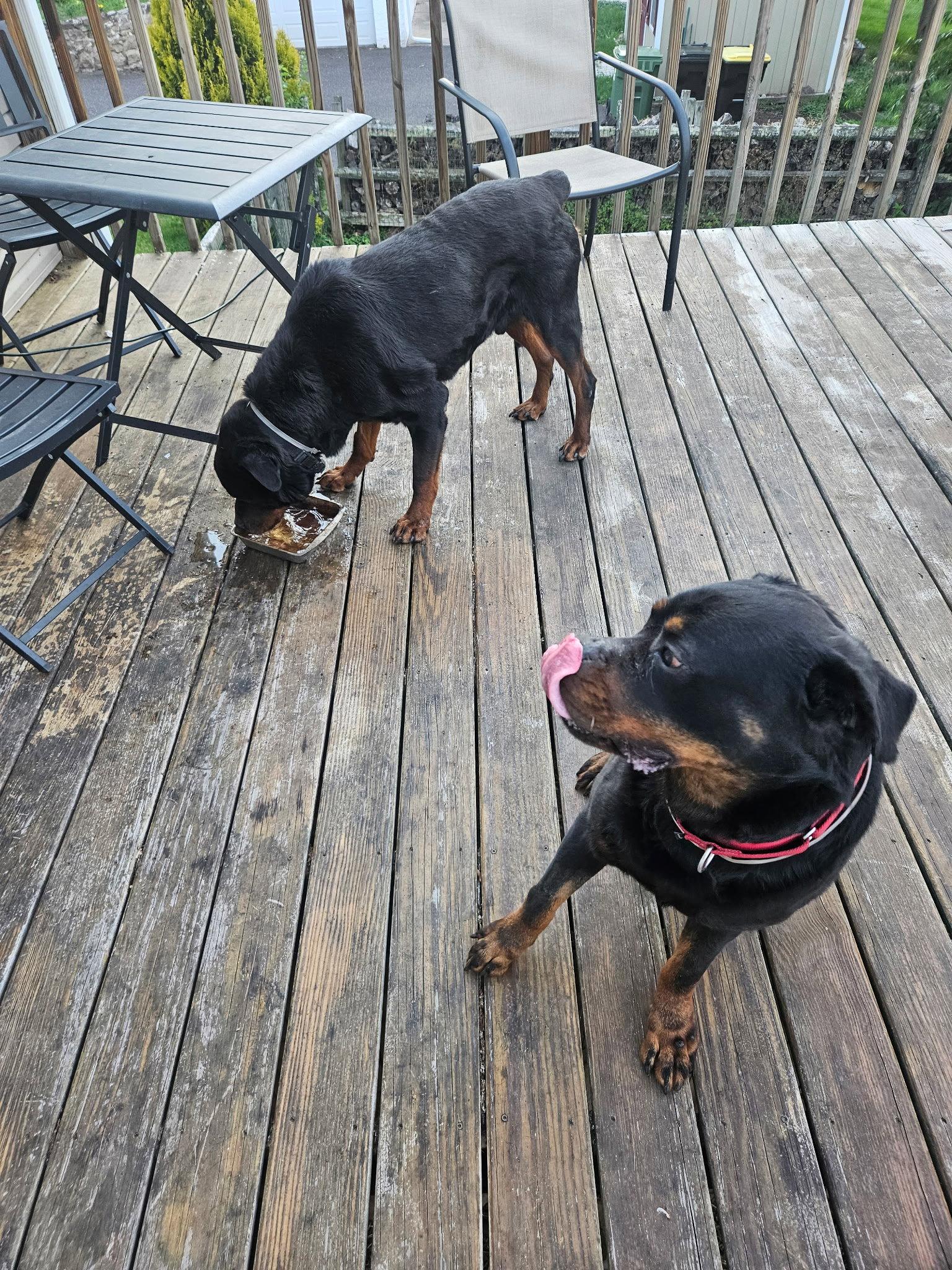 Enlarge Roy, a Adoptable Rottweiler in Hillsboro, NH image 3/3