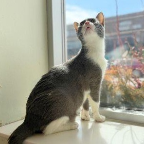 Enlarge Marcell, an adopted Domestic Short Hair in Chicago, IL image 5/6