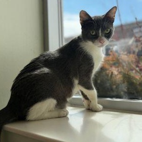 Marcell, adopted, Adult Male Domestic Short Hair.