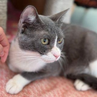 Enlarge Marcell, an adopted Domestic Short Hair in Chicago, IL image 4/6