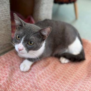 Enlarge Marcell, an adopted Domestic Short Hair in Chicago, IL image 2/6