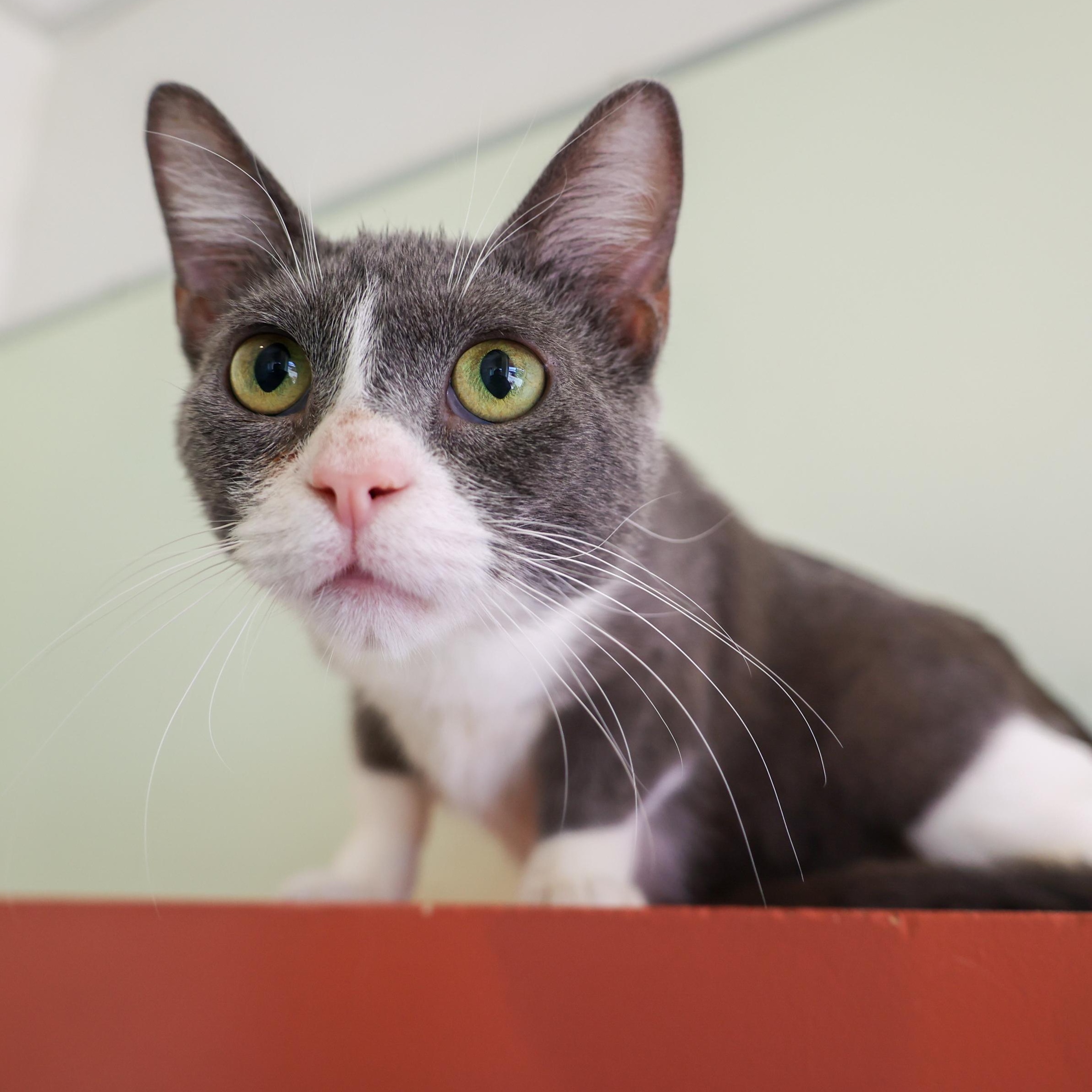 Enlarge Marcell, an adopted Domestic Short Hair in Chicago, IL image 6/6