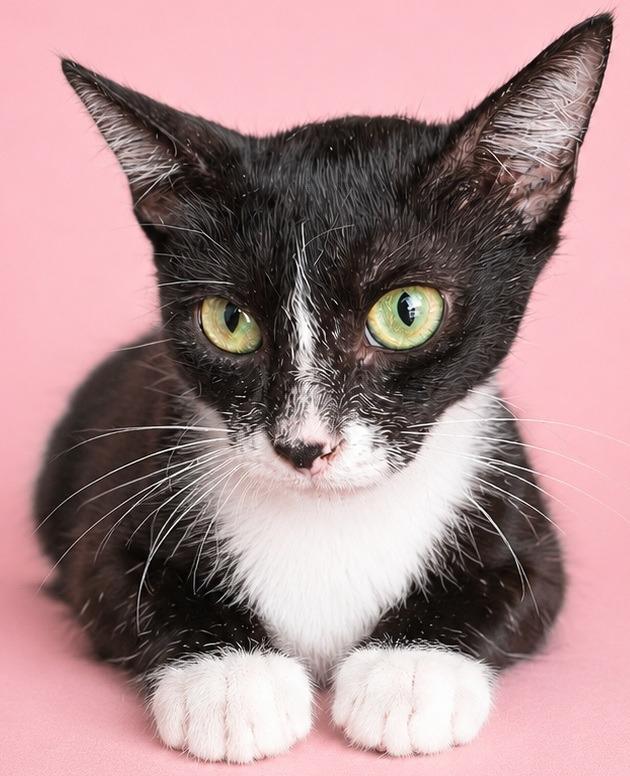 Mom of 6, Adoptable, Young Female Domestic Short Hair.