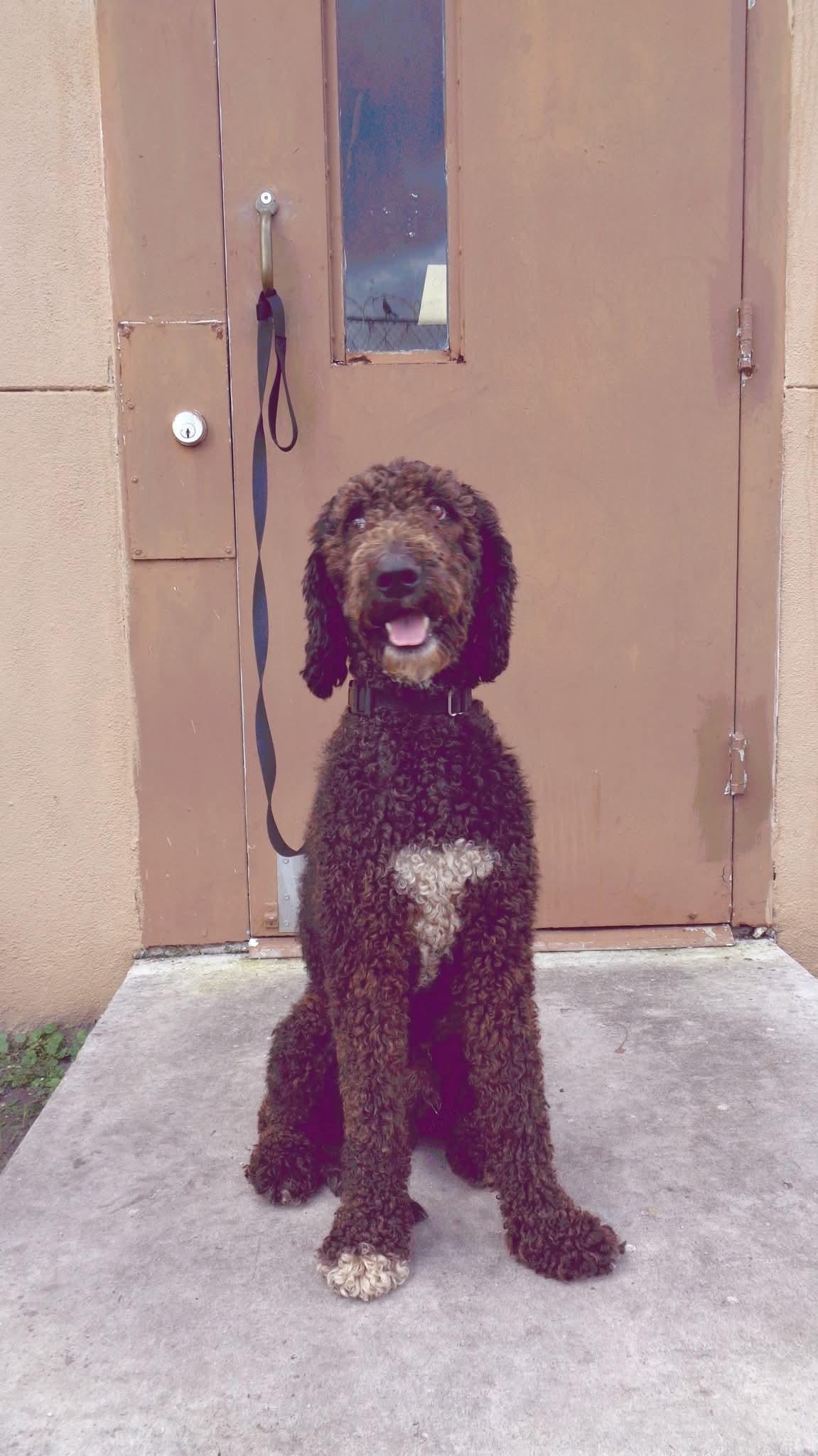Dashtrained Dog