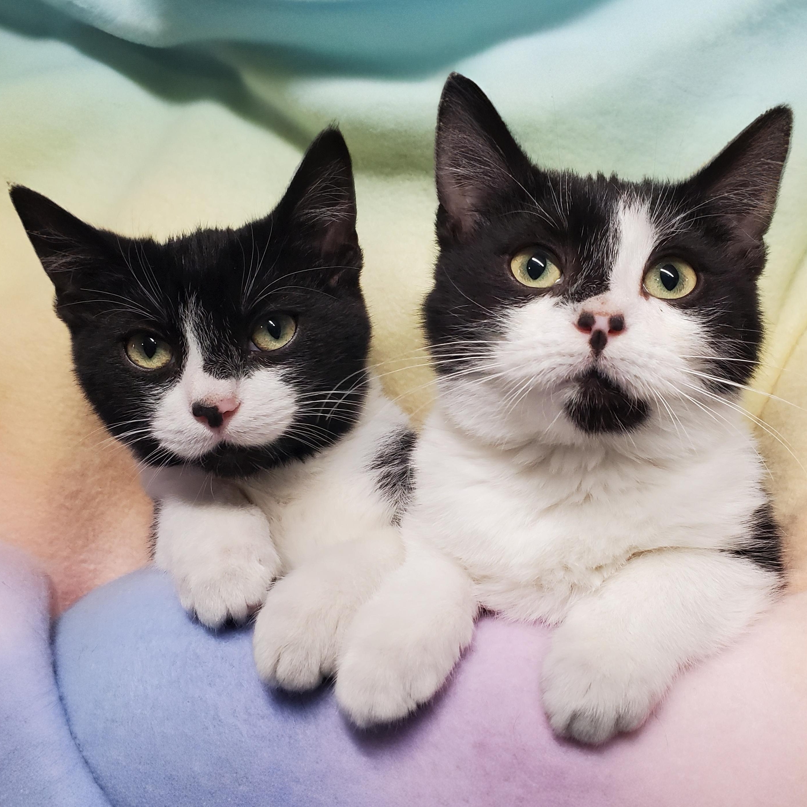 Enlarge Mister & Misses, a Adoptable Domestic Short Hair in Marseilles, IL image 1/1