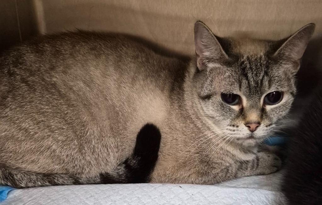 Ashes *Sponsored Senior, Adoptable, Senior Female Domestic Short Hair.