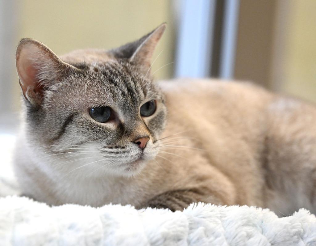 Enlarge Ashes *Sponsored Senior, a Adoptable mixed breed in Christiansburg, VA image 2/3