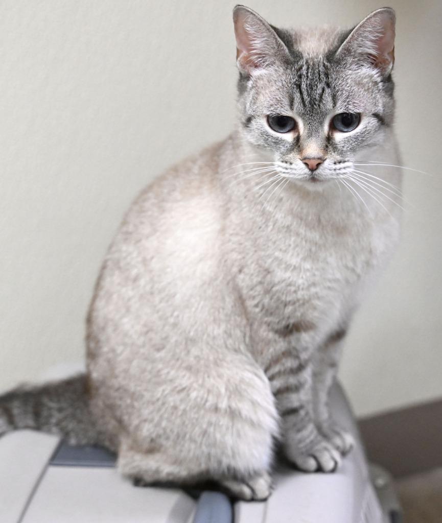 Enlarge Ashes *Sponsored Senior, a Adoptable mixed breed in Christiansburg, VA image 3/3