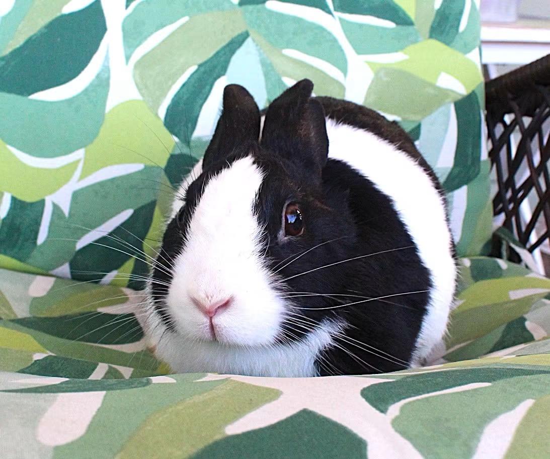 Enlarge Chessie, a ADOPTABLE Dutch in Hillside, NJ image 3/3