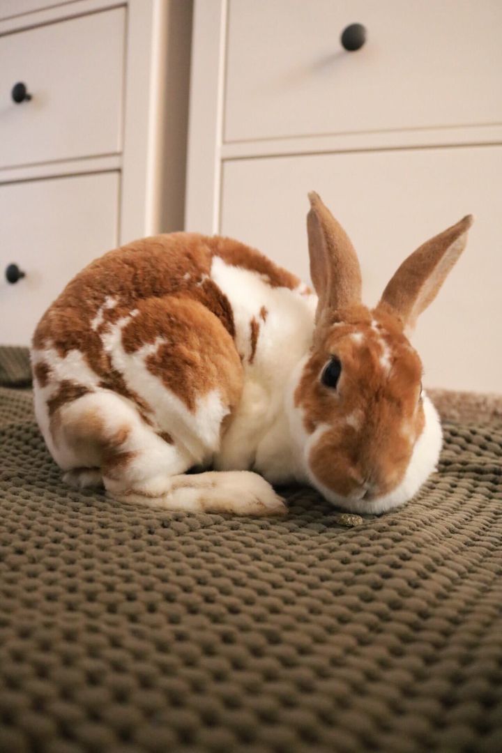 Enlarge Molley, a Adoptable Mini Rex in St. Charles, IL image 4/6