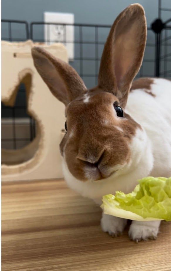 Enlarge Molley, a Adoptable Mini Rex in St. Charles, IL image 3/6
