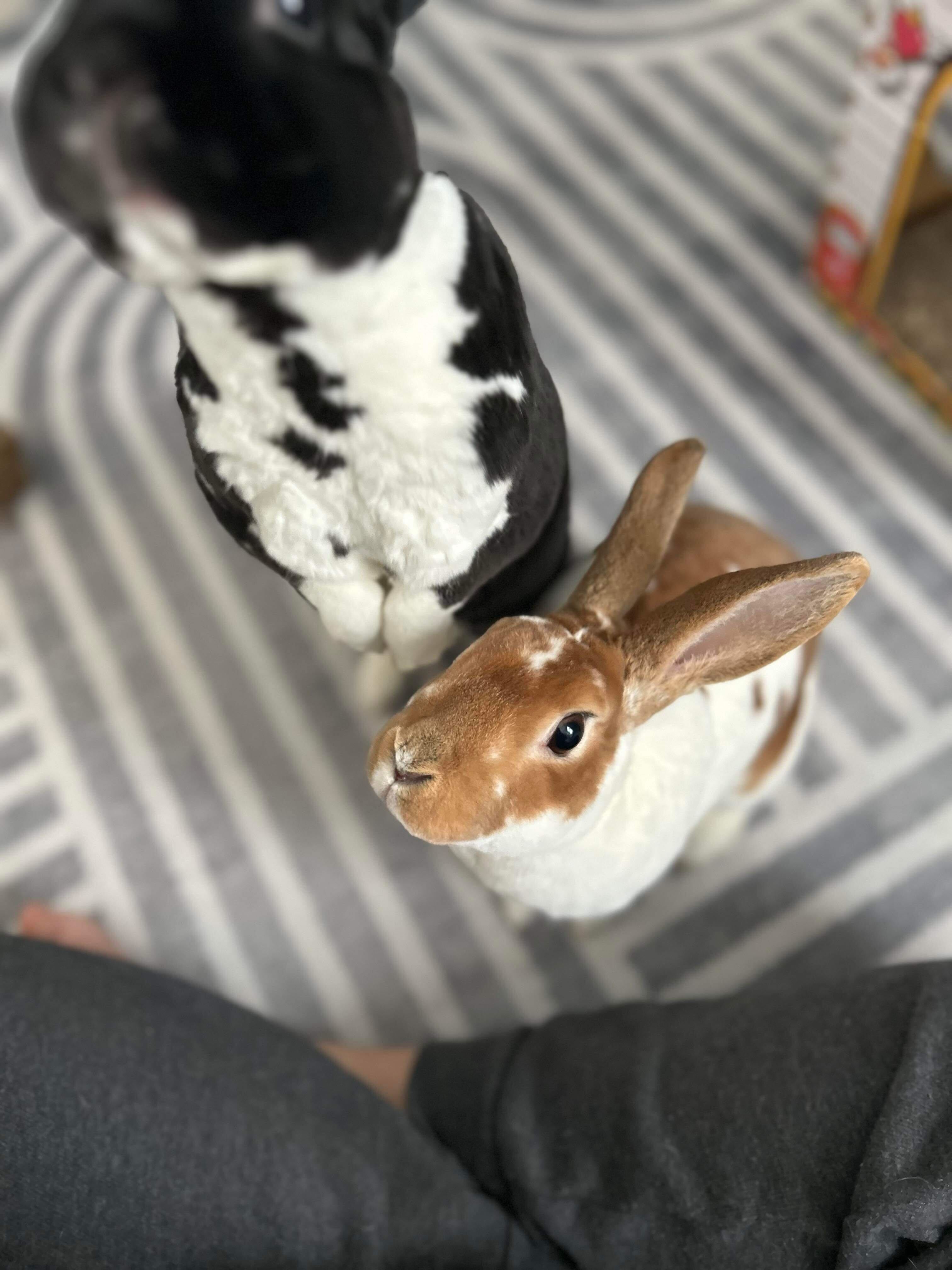 Enlarge Molley, a Adoptable Mini Rex in St. Charles, IL image 1/6