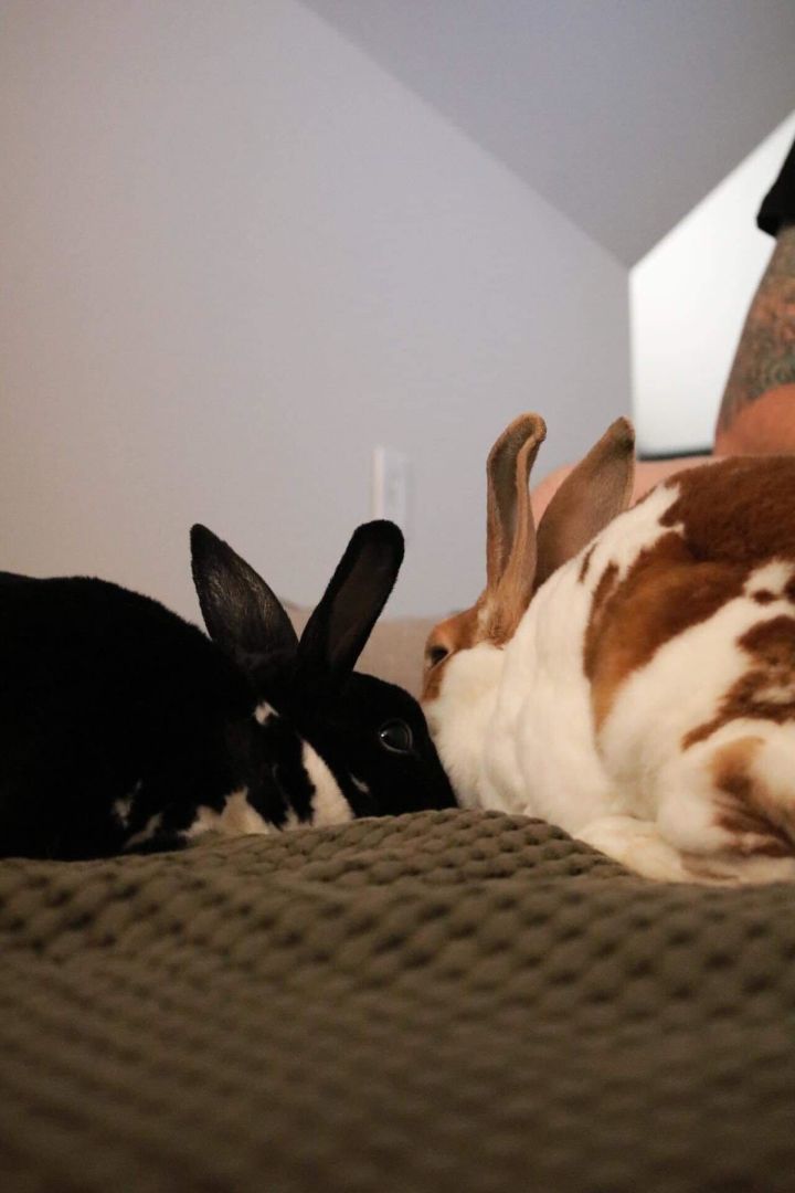 Enlarge Molley, a Adoptable Mini Rex in St. Charles, IL image 5/6