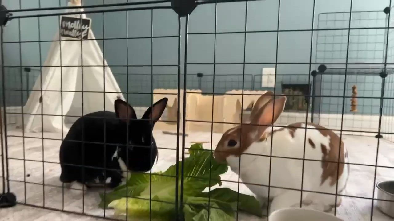 Enlarge Molley, a Adoptable Mini Rex in St. Charles, IL video 6/6