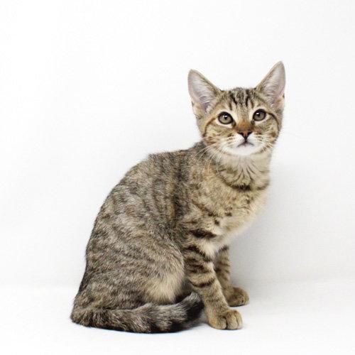 Tengu, Adopted, Kitten Female Domestic Short Hair.