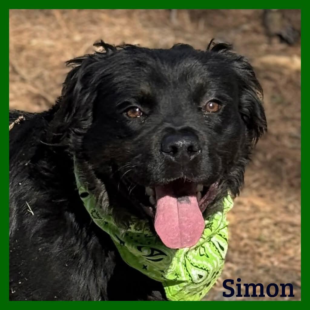 Simon , ADOPTABLE, Adult Male Mixed Breed.