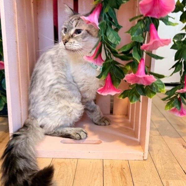 Mystery Cusimano — thumbnail 3