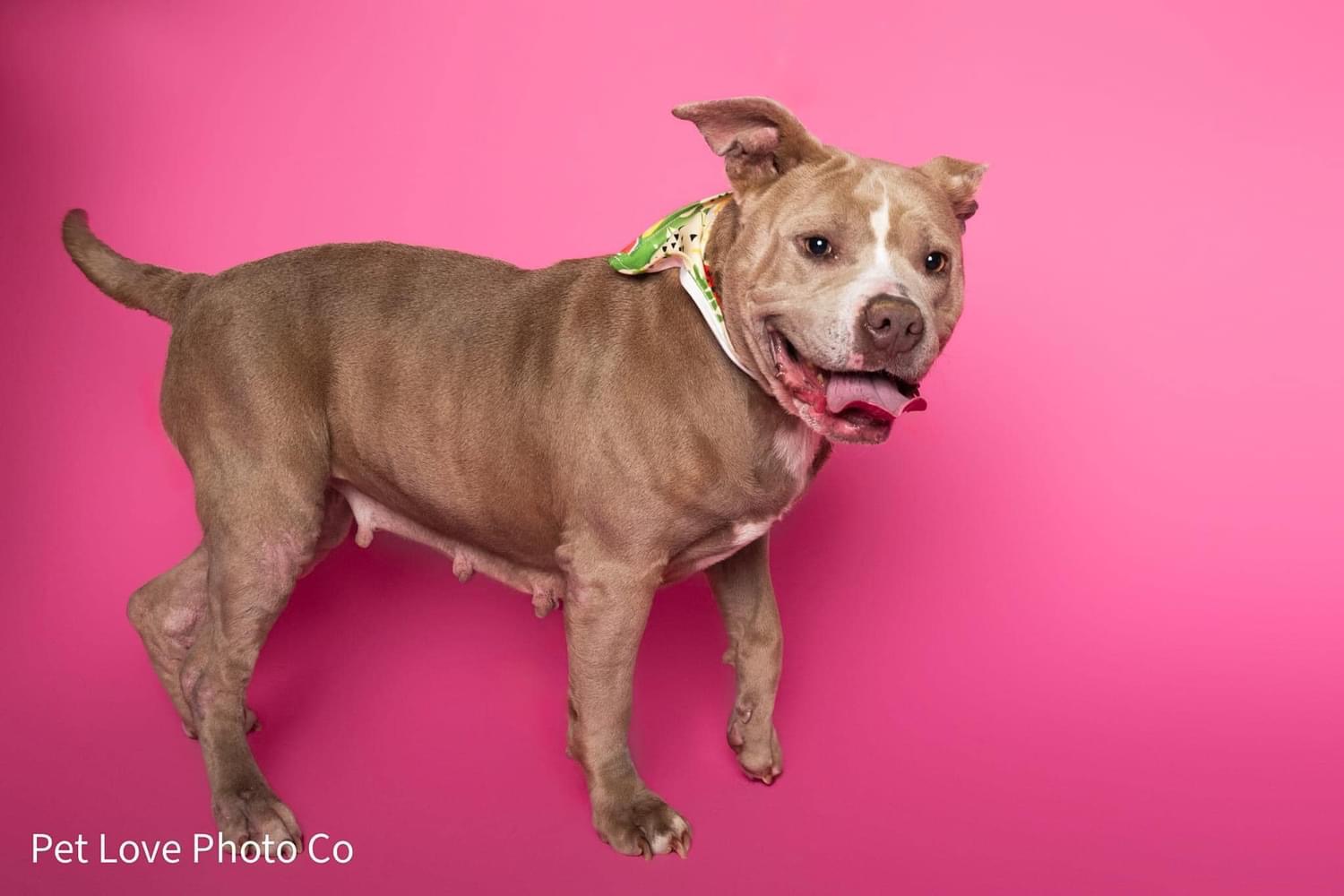 Enlarge Summer, a Adoptable Pit Bull Terrier in Lutz, FL image 1/3