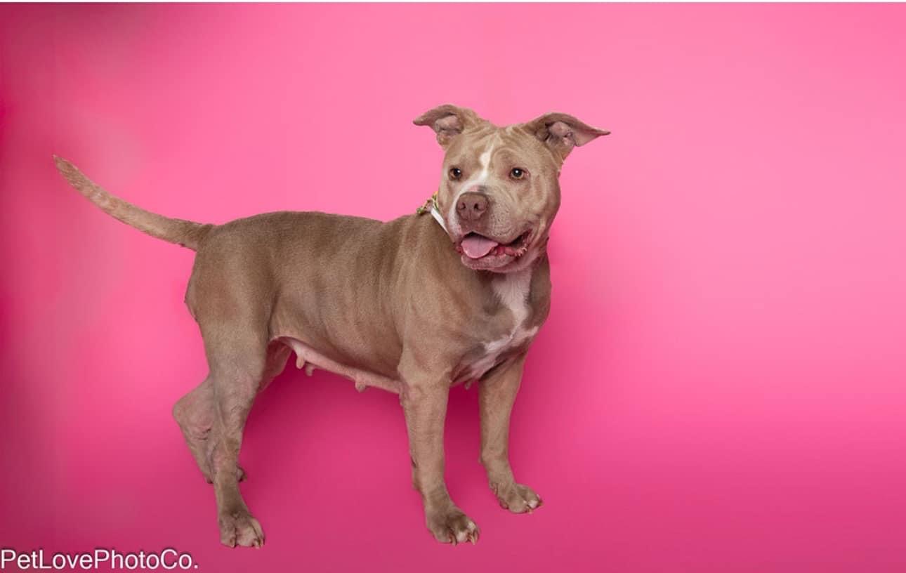 Enlarge Summer, a Adoptable Pit Bull Terrier in Lutz, FL image 2/3