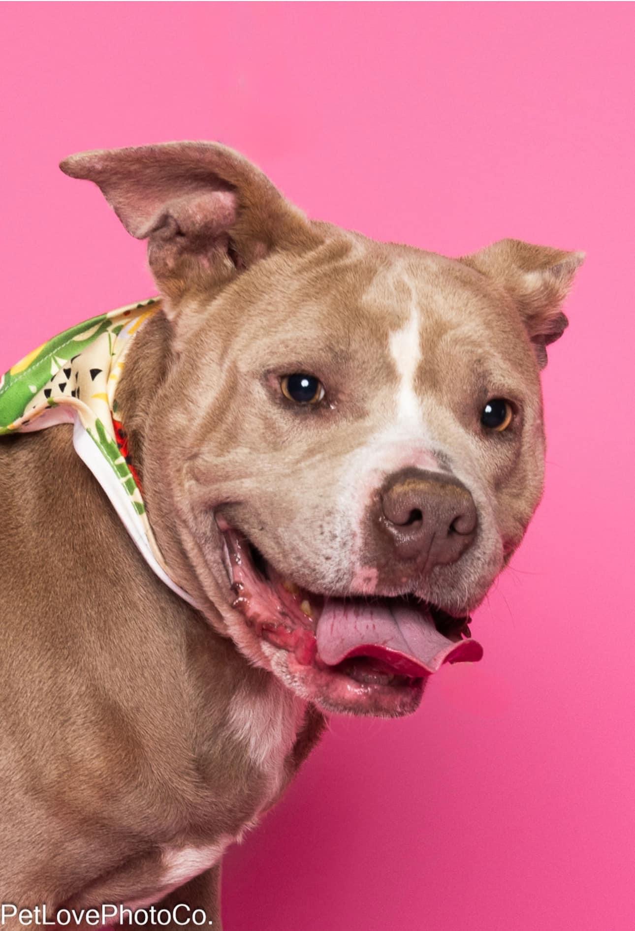 Enlarge Summer, a Adoptable Pit Bull Terrier in Lutz, FL image 3/3