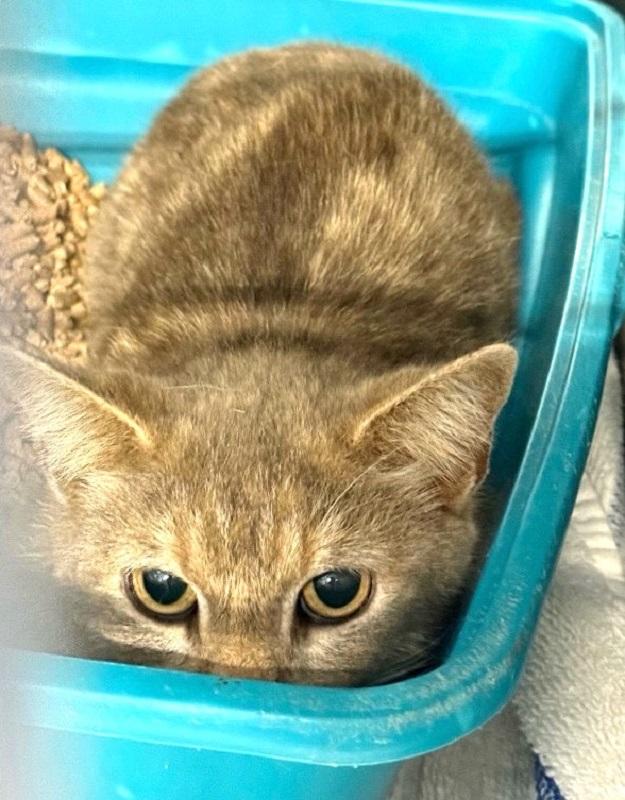 MORGANNE, adoptable, Young Female Domestic Short Hair.