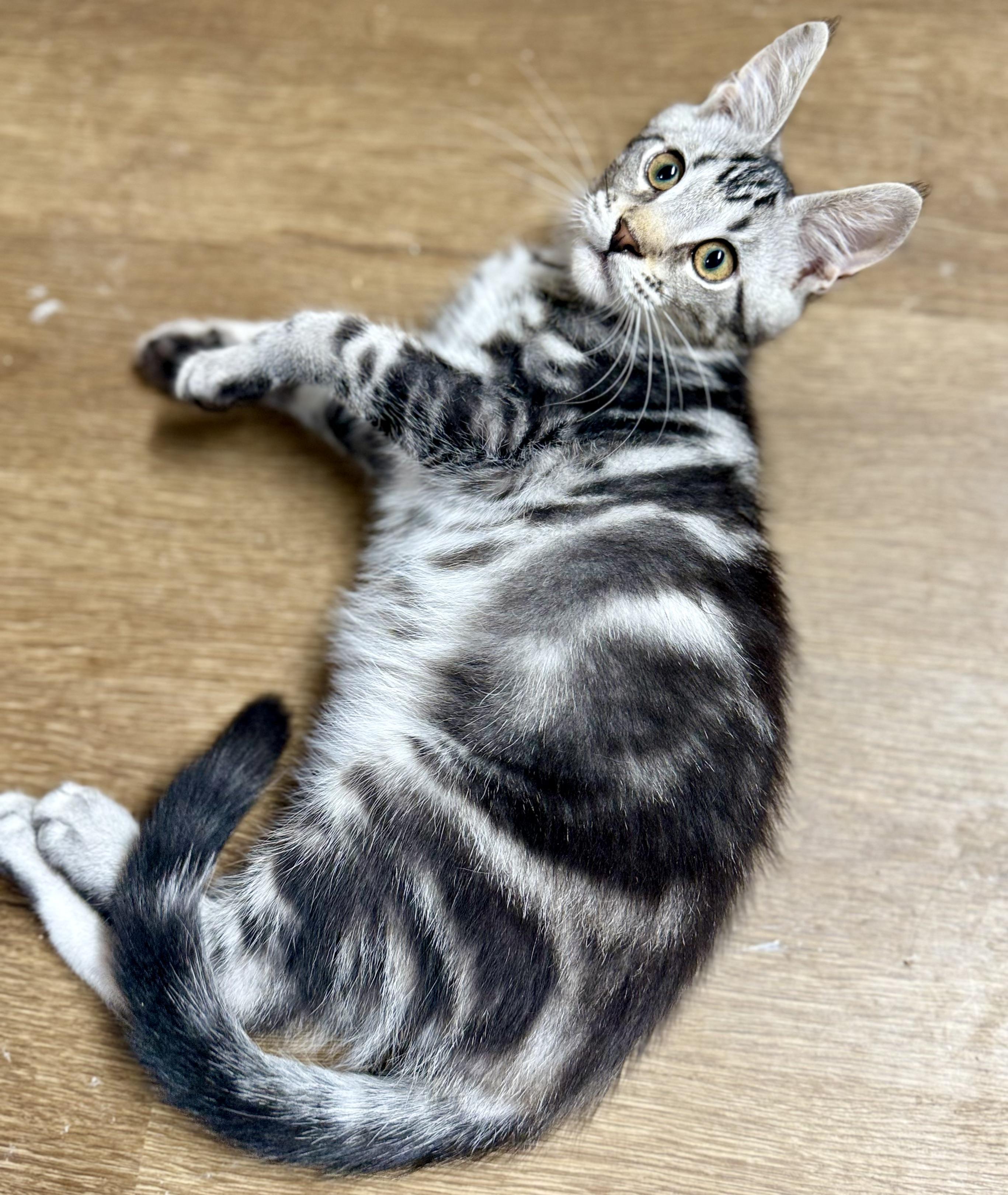 Rum, an adoptable Maine Coon, Chausie in Jacksonville, AR, 72078 | Photo Image 2