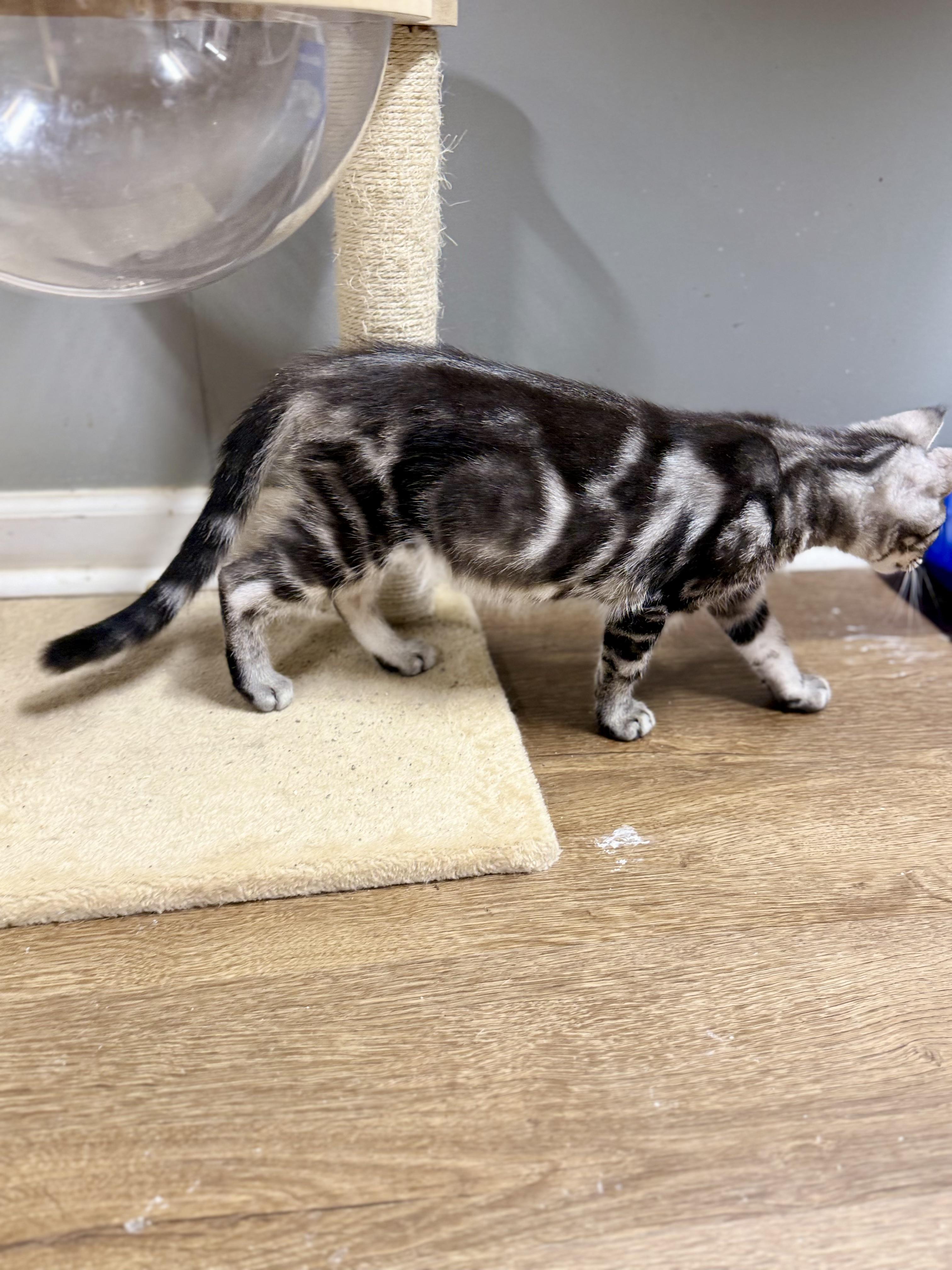 Rum, an adoptable Maine Coon, Chausie in Jacksonville, AR, 72078 | Photo Image 3