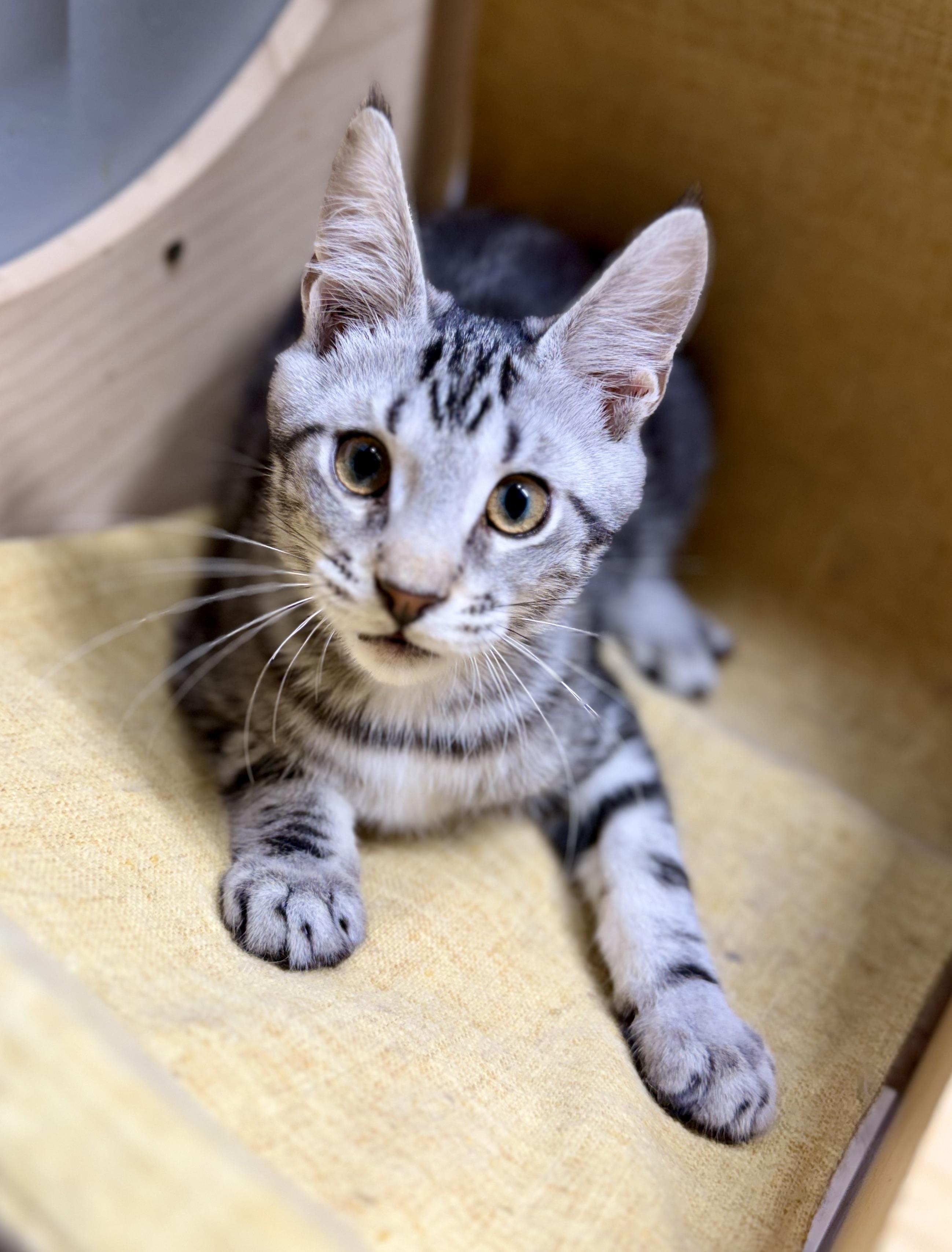 Rum, an adoptable Maine Coon, Chausie in Jacksonville, AR, 72078 | Photo Image 1