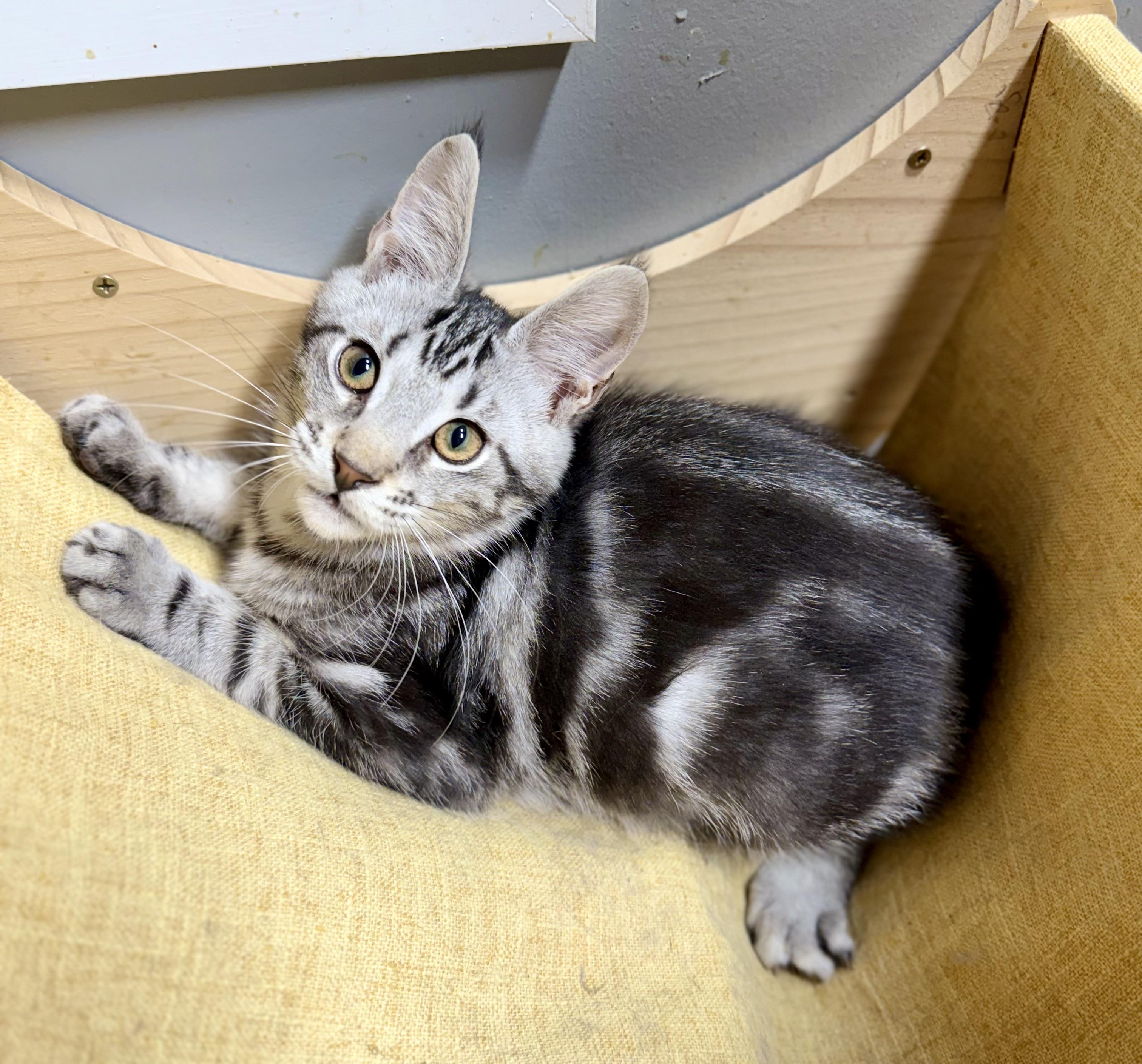Rum, an adoptable Maine Coon, Chausie in Jacksonville, AR, 72078 | Photo Image 4