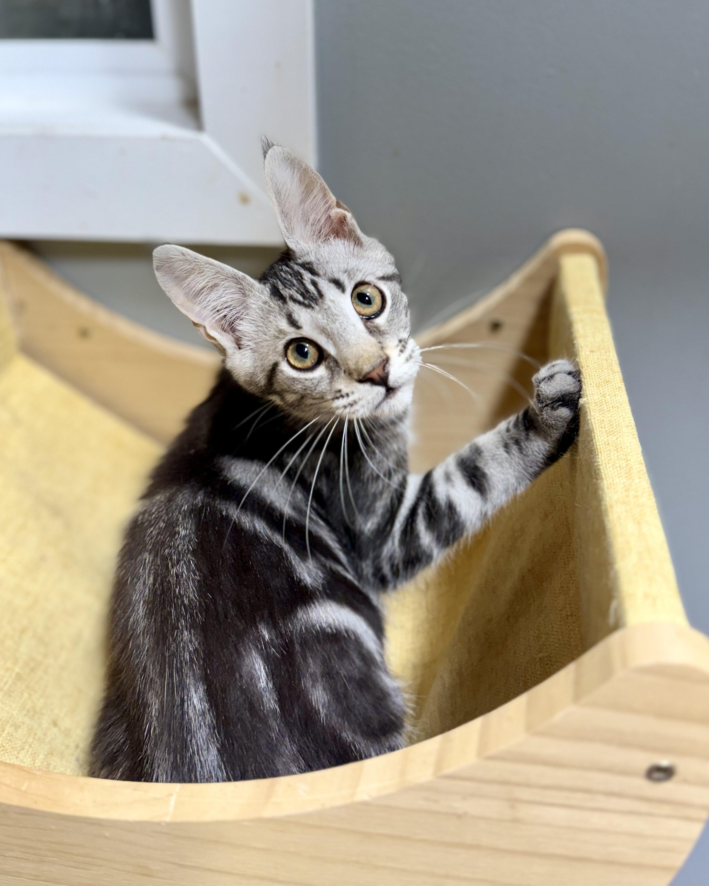 Rum, an adoptable Maine Coon, Chausie in Jacksonville, AR, 72078 | Photo Image 5