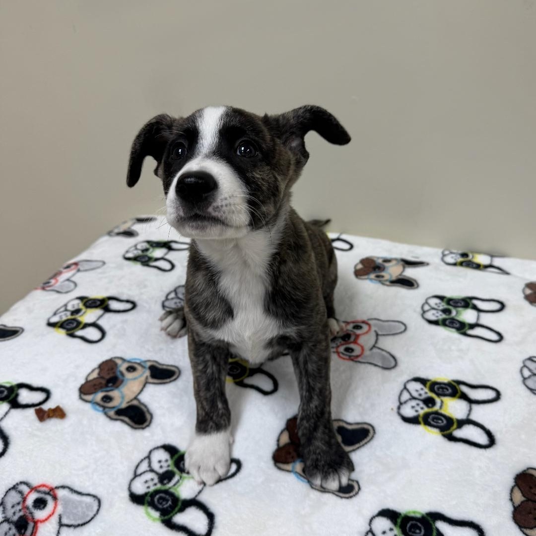 Enlarge Clover, an adopted Mixed Breed in Greensburg, PA image 3/3