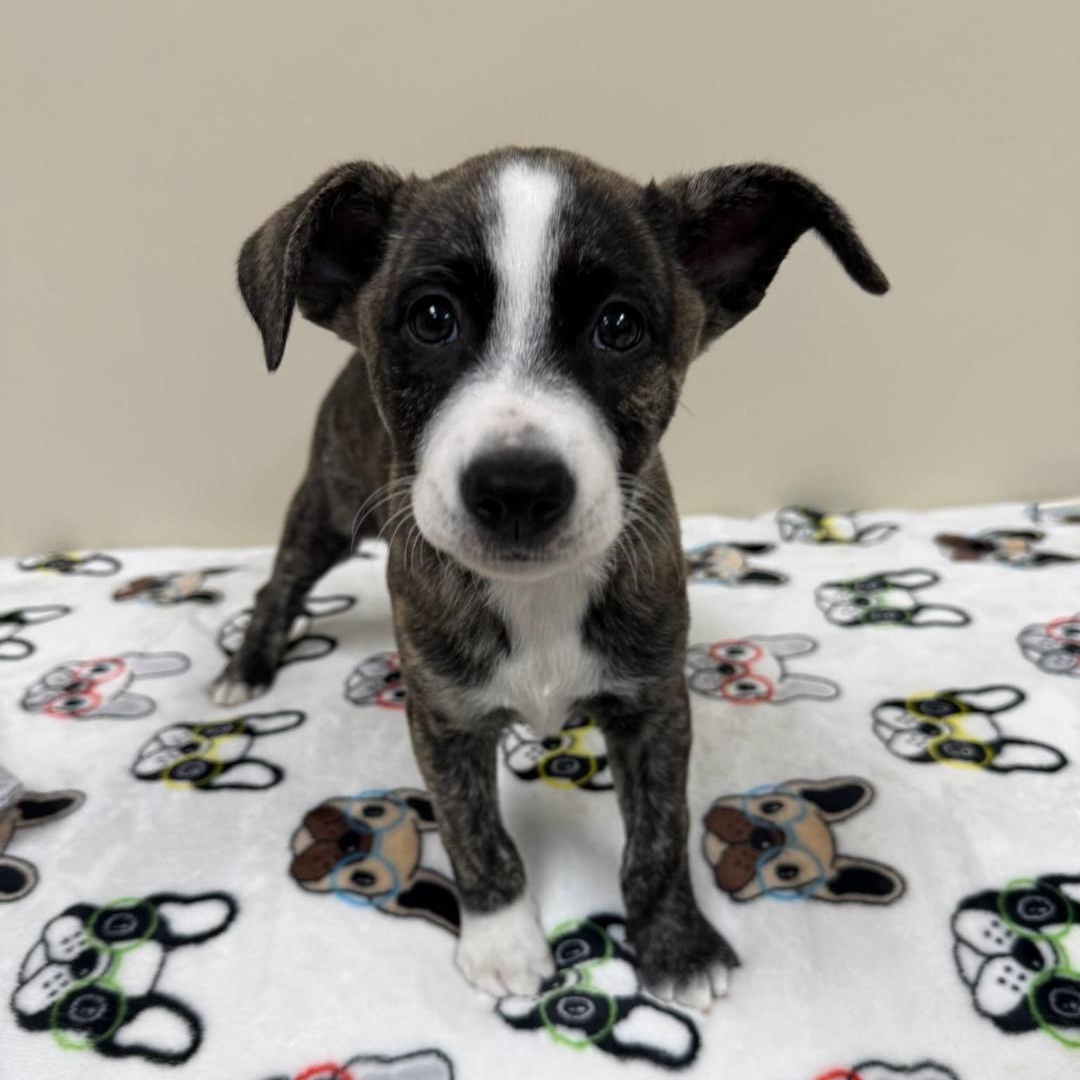 Enlarge Clover, an adopted Mixed Breed in Greensburg, PA image 2/3