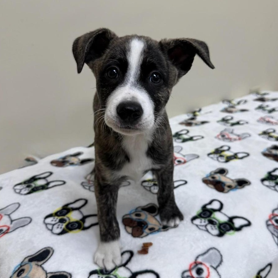 Enlarge Clover, an adopted Mixed Breed in Greensburg, PA image 1/3