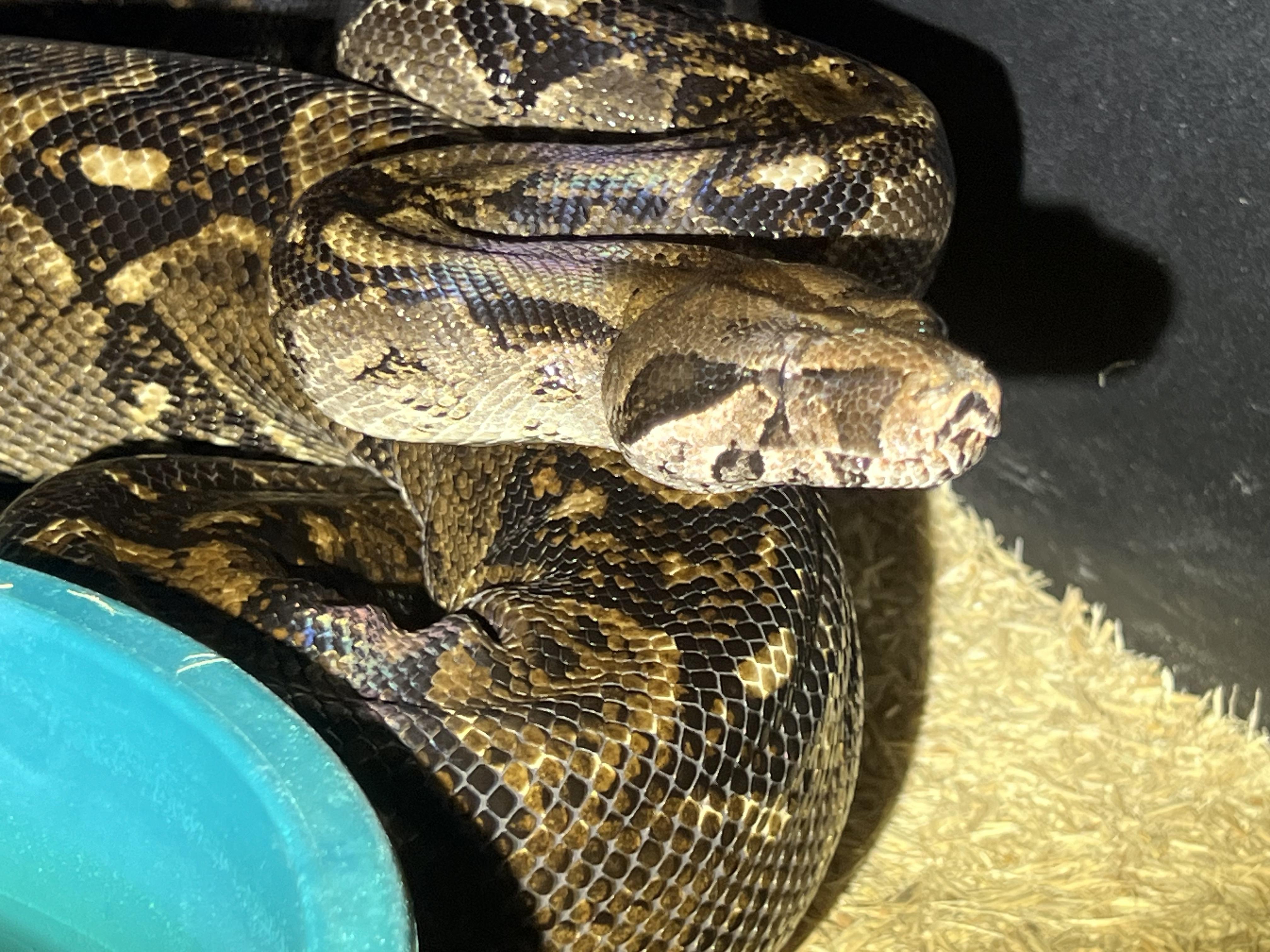 Boa, a Adoptable Boa Constrictor in Manheim, PA image 1/3