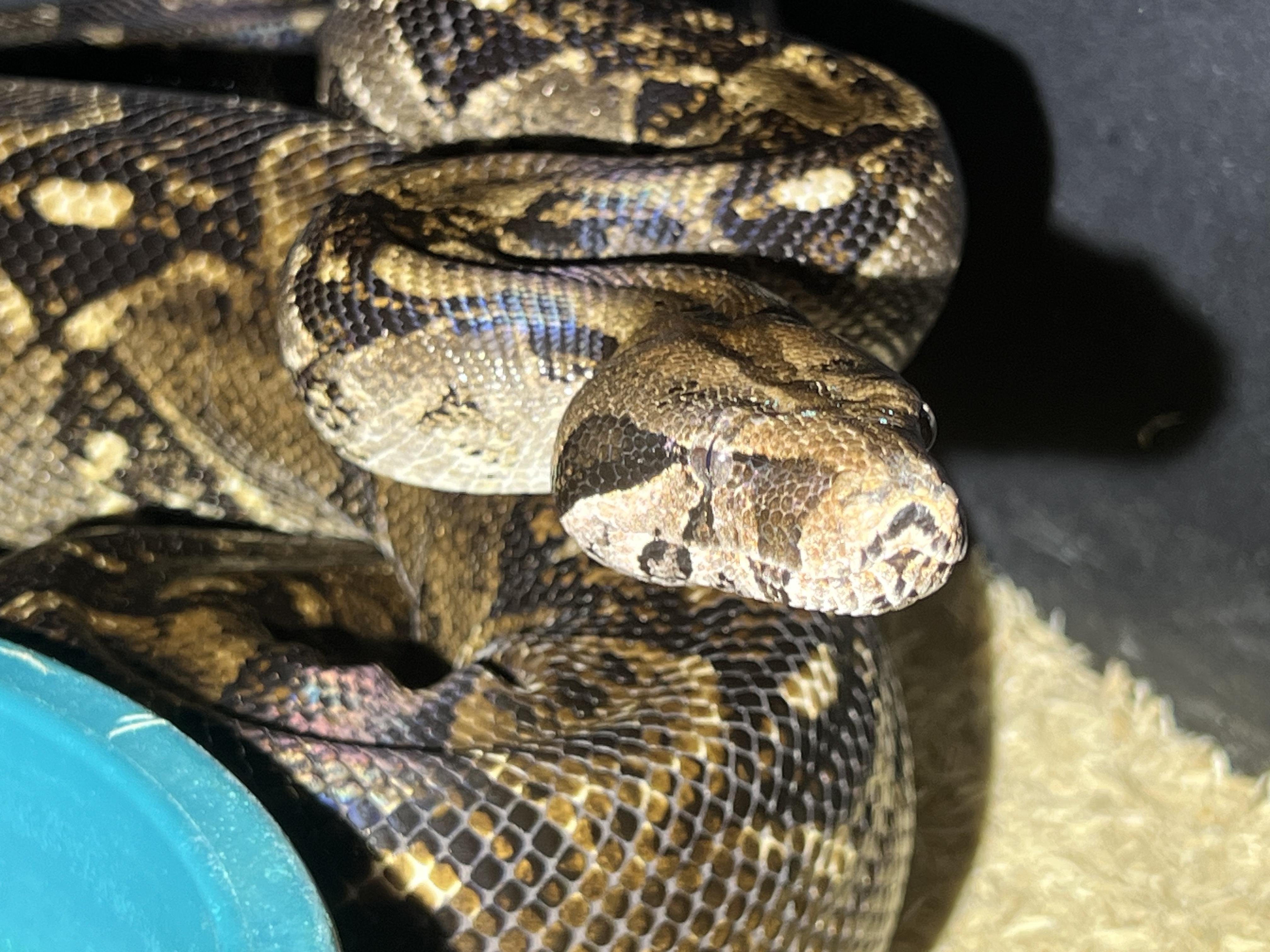 Boa, a Adoptable Boa Constrictor in Manheim, PA image 2/3