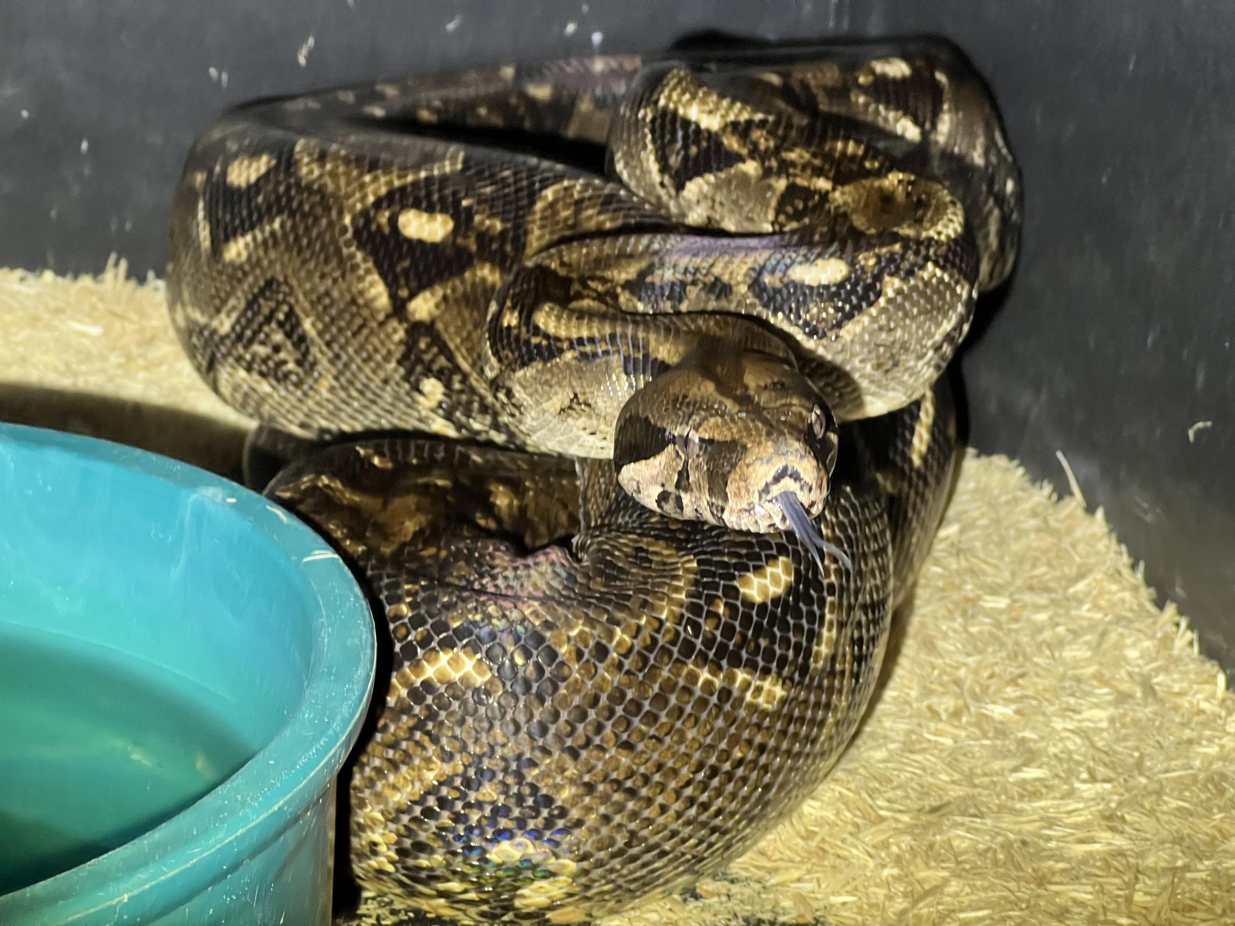Boa, a Adoptable Boa Constrictor in Manheim, PA image 3/3