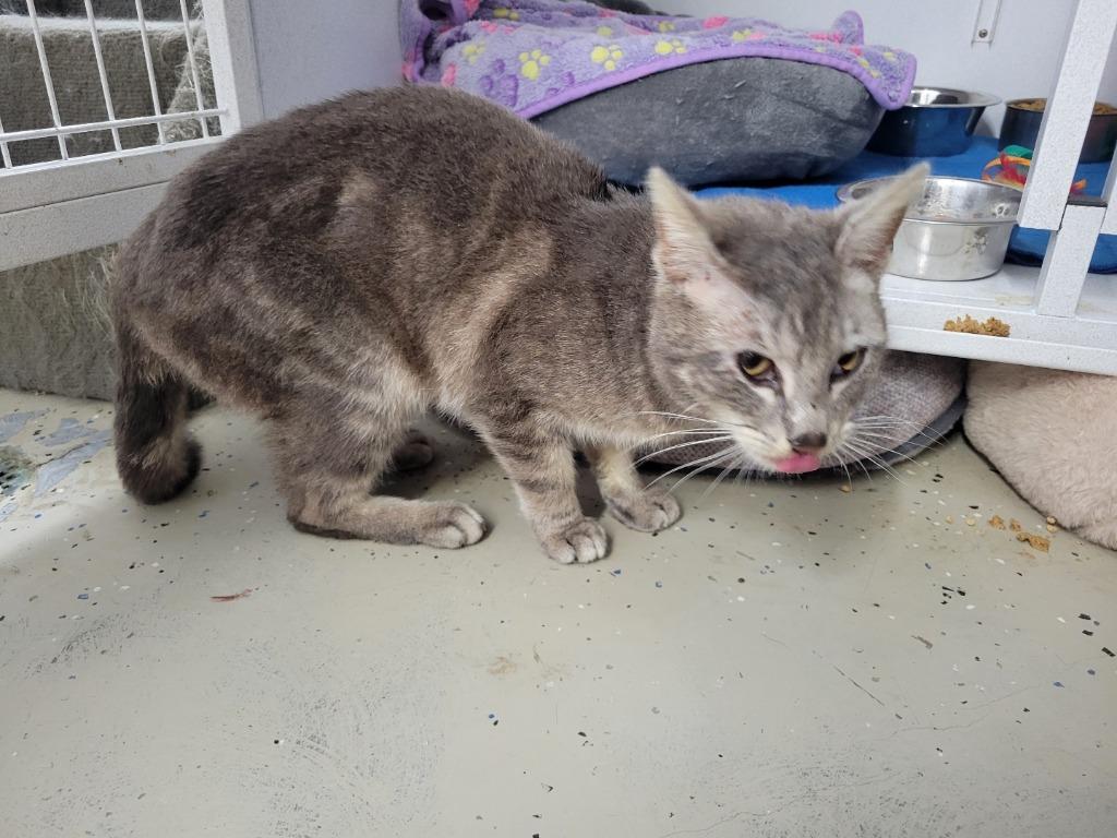 Carson, Adoptable, Young Male Domestic Short Hair.